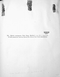 Cytospora ceratosperma image